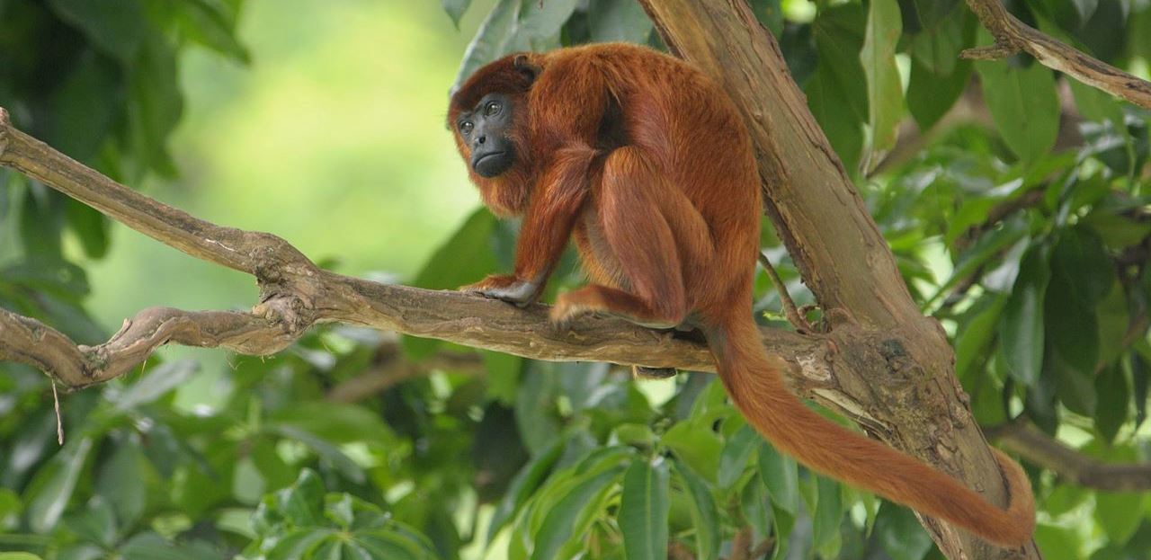(Português) Evento apresenta curiosidades sobre o comportamento dos macacos e como eles podem ser aliados no combate à febre amarela