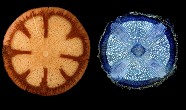 Vista de detalhes microscópicos de plantas remetendo às Tramas da Vida